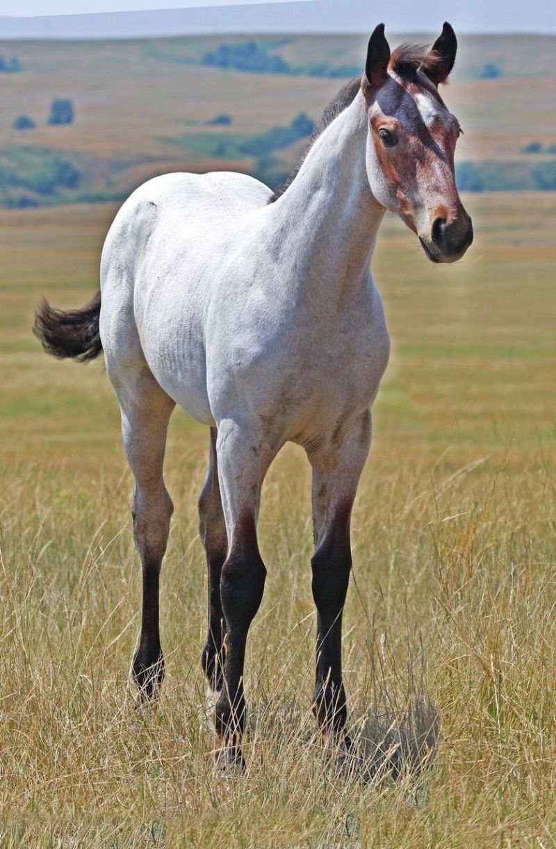 020 - Fire Fox Glitter filly